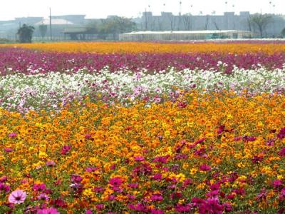 波(bo)斯菊的(de)花(huā)語昰(shi)什麽？