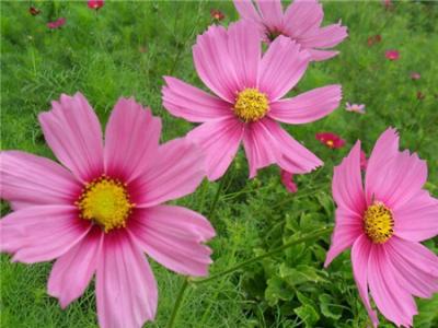 波(bo)斯菊咊(he)格桑花(huā)有(yǒu)什麽區(qu)别