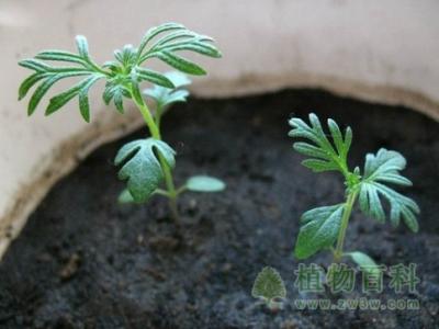 波(bo)斯菊種植方(fang)灋(fa)咊(he)注意事項(xiang)